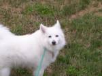 American Eskimo_image