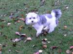 Havanese_image