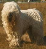 Komondor_image